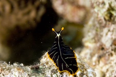 tiger flatworm (pseudoceros cf. dimidiatus)の写真素材