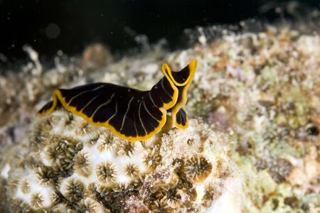 tiger flatworm (pseudoceros cf. dimidiatus)の写真素材