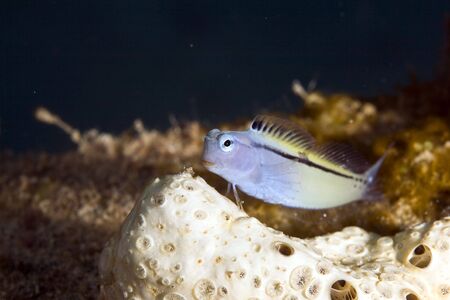 red sea mimic blenny (escenius gravieri)の写真素材