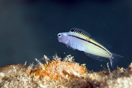 red sea mimic blenny (escenius gravieri)の写真素材