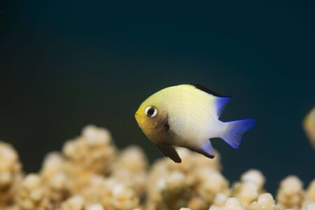 red sea dascyllus (dascyllus marginatus)の写真素材