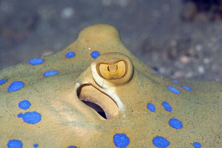 bluespotted stingray (taeniura meyeni)の写真素材