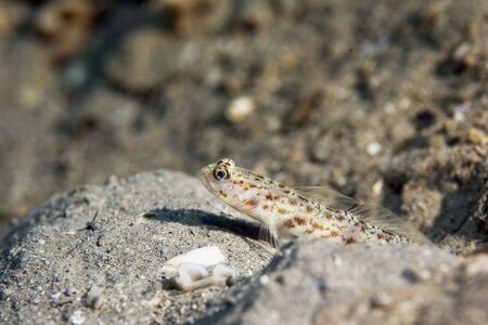 ornate shrimpgoby (vanderhorstia ornatissima)の写真素材