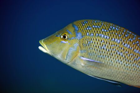 spangled emperor (lathrinus nebulosis)の写真素材