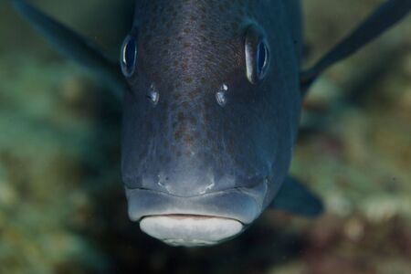 painted sweetlips (diagramma pictum)   の写真素材