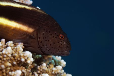 freckled hawkfish (paracirrhites forsteri)   の写真素材