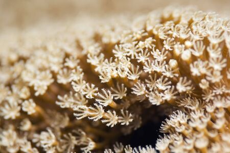 umbrella xenia (xenia umbellata)の写真素材