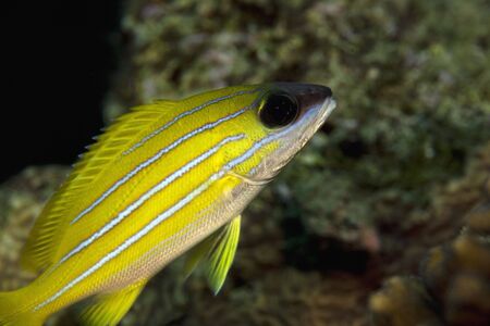 blue-striped snapper (lutjanus kasmira)  の写真素材