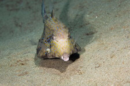 Thornback boxfish (tetrasomus gibbosus)の写真素材