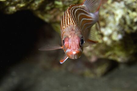 redcoat squirrelfish (sargocentron rubrum)の写真素材