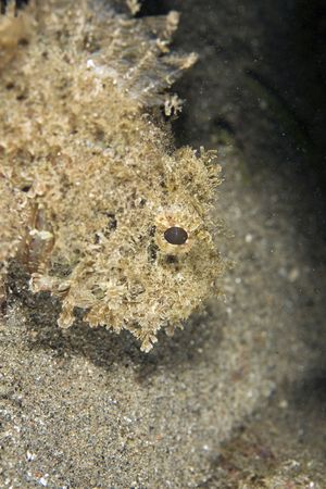 bearded scorpionfish (scorpaenopsis barbatus)