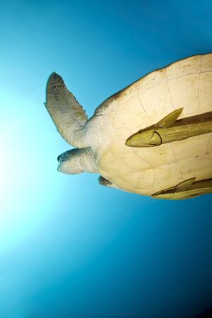 female green turtle (chelonia mydas)