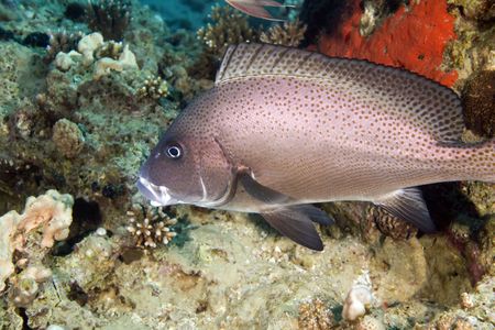 painted sweetlips (diagramma pictum) の写真素材