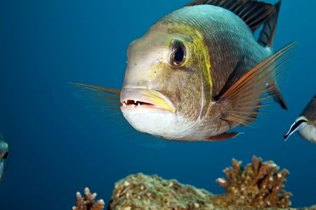 bigeye emperor (monotaxis grandoculis)   の写真素材