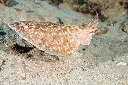 Blackspotted torpedo ray (Torpedo fuscomaculata)