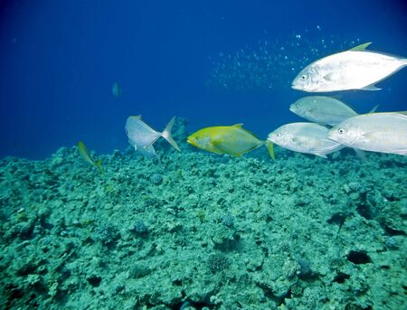coral and fish