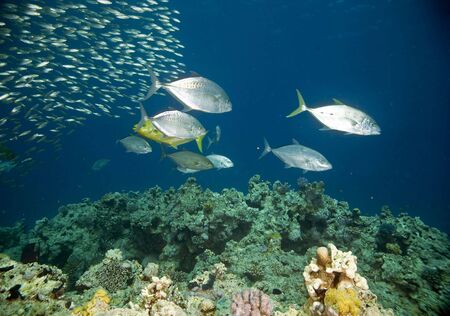 coral and fish