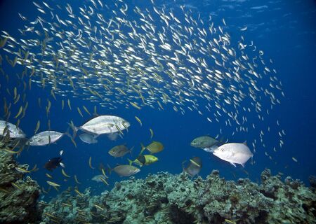 coral and fishの写真素材