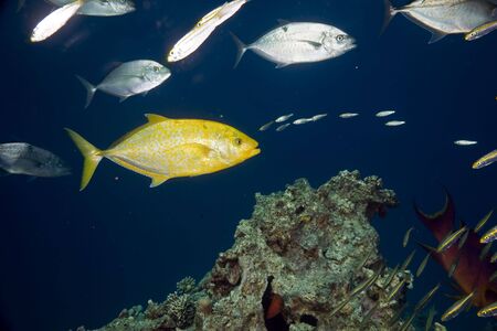 coral and fishの写真素材