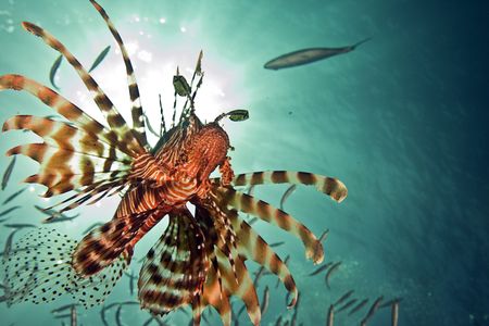 common lionfish (pterois miles)  の写真素材