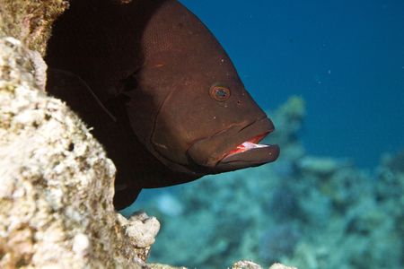  Redmouth grouper (Aethaloperca rogaa)の写真素材
