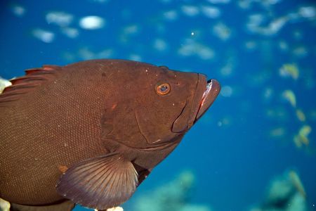  Redmouth grouper (Aethaloperca rogaa) taken in the red sea.の写真素材