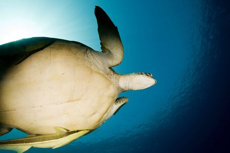 female green turtle (chelonia mydas) and remoraの写真素材