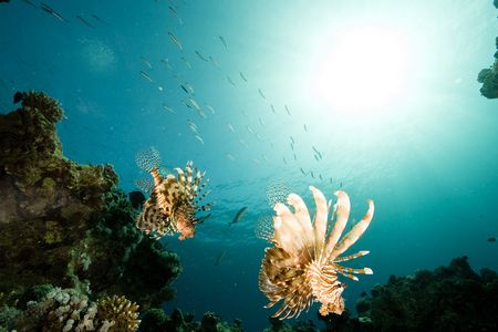 ocean, sun and fishの写真素材