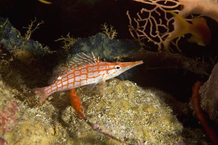 longnose hawkfish (oxycirrhites typus)