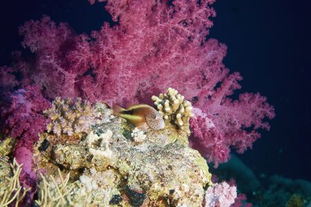 freckled hawkfish (paracirrhites forsteri)の写真素材