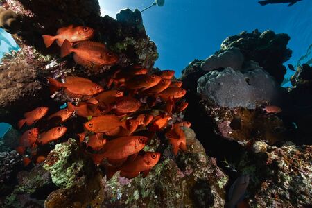 crescent-tail bigeye (priacanthus hamrur)