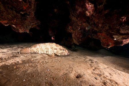 greasy grouper (epinephelus tauvina)