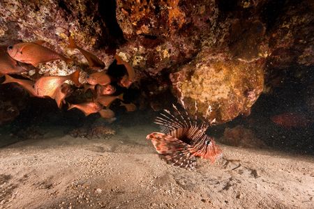 coral and fishの写真素材