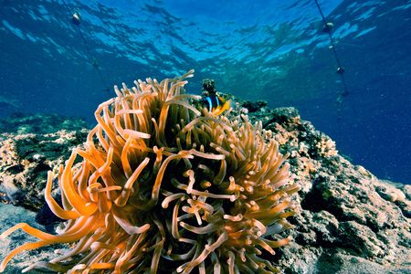 magnificent anemone (heteractis aurora)  の写真素材