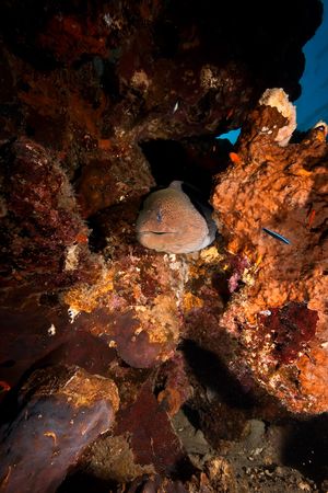 giant moray (gymnothorax javanicus)
