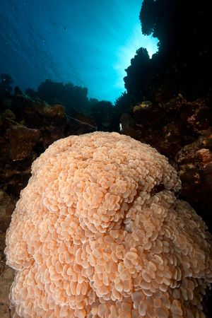 bubble coral plerogyra sinuosa)の写真素材