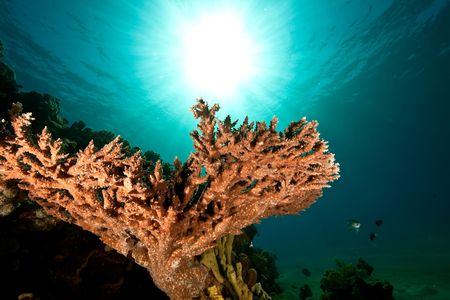 acropora lamarckiの写真素材