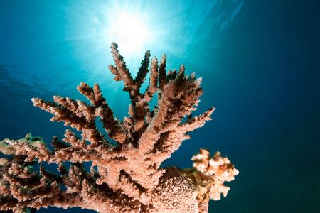 acropora lamarckiの写真素材