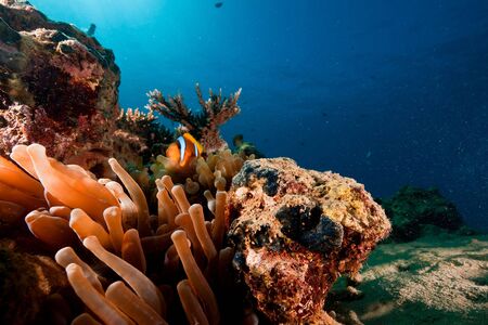 Red sea anemonefish (Amphipiron bicinctus)の写真素材