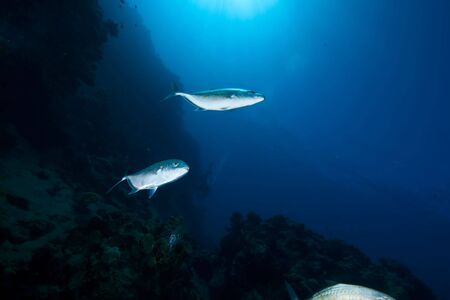 orangespotted trevally (carangoides bajad)