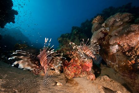 common lionfish (pterois miles)の素材 [FY3104326150]