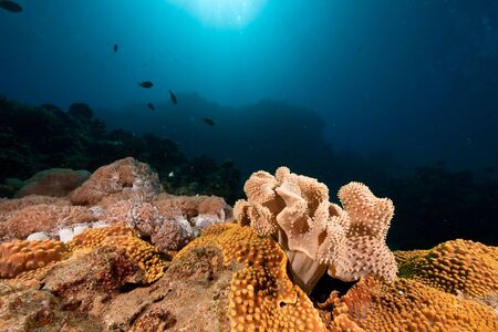 ocean, sun and coralの写真素材