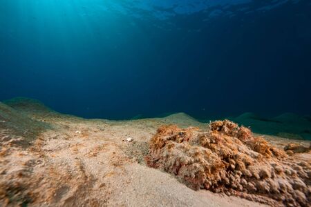 stonefish (synanceia verrucosa) 