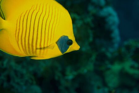Masked butterflyfish (chaetodon larvatus)の写真素材