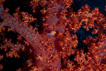 lyretail hogfish baby (bodianus anthioides)の写真素材