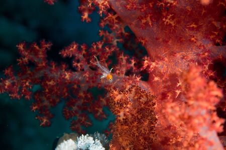 lyretail hogfish baby (bodianus anthioides)の写真素材