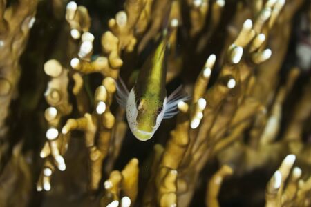 freckled hawkfish (paracirrhites forsteri)   の写真素材