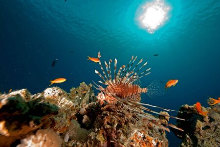 coral and fishの写真素材