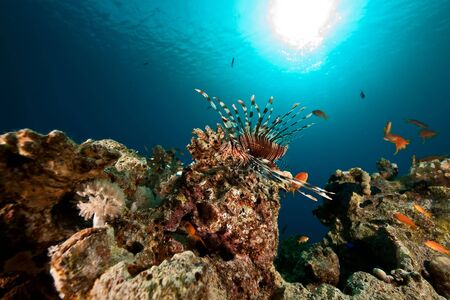 coral and fishの写真素材