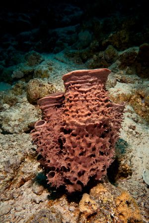 prickly tube-sponge (callyspongia crassa)の写真素材